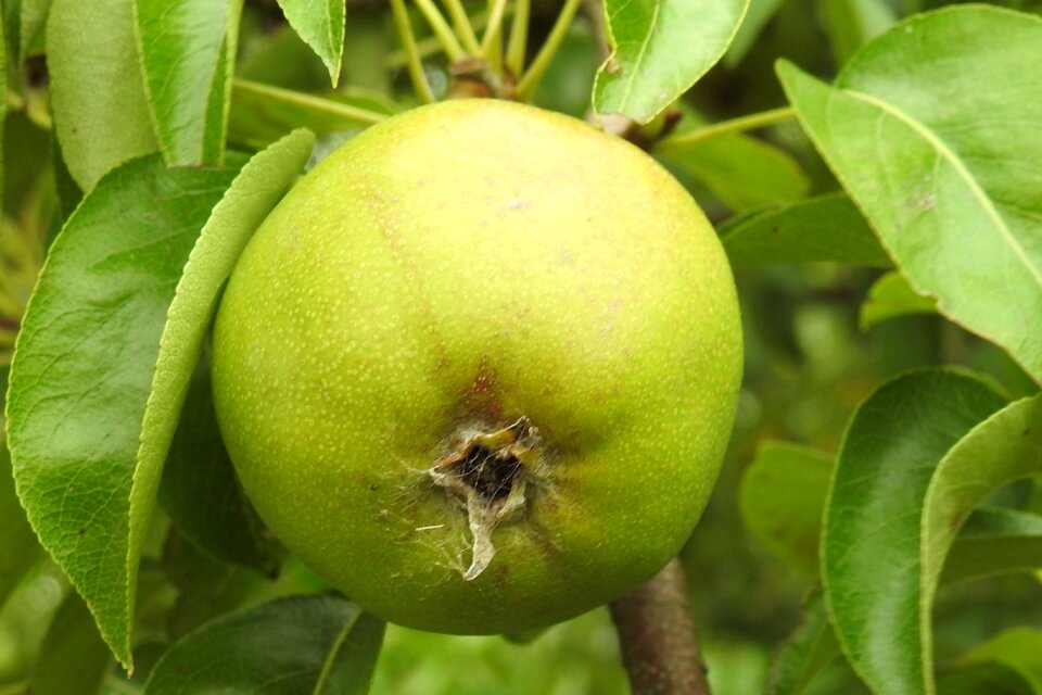 Nature summer vitamins