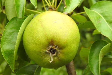 Nature summer vitamins