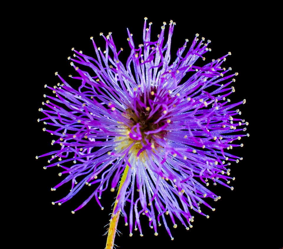 Wild flower small flower purple