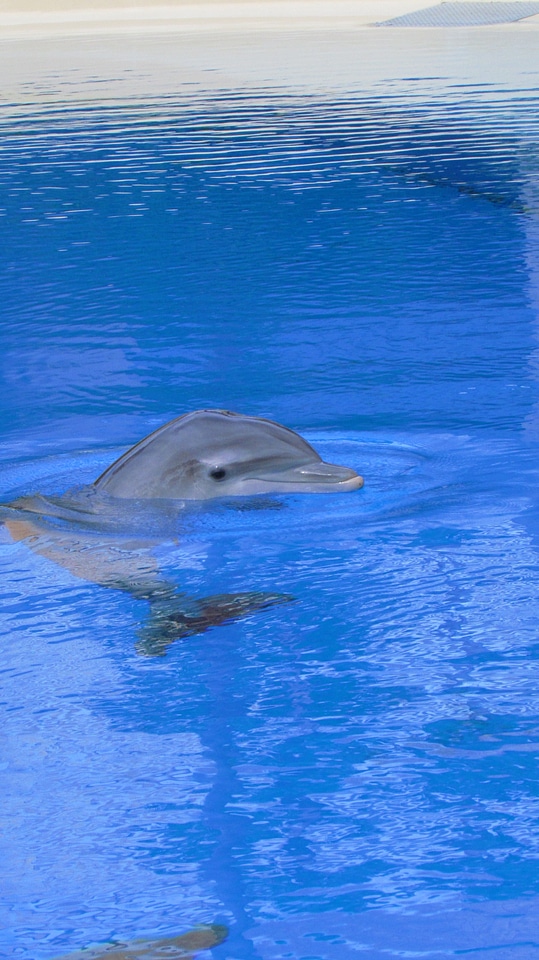 Animal mammal cute