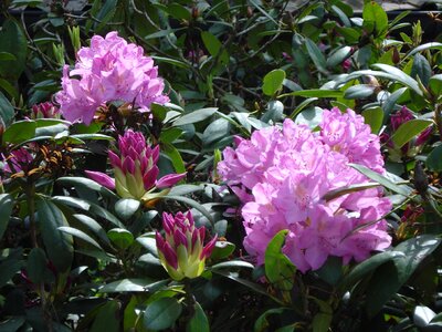Blossom bloom violet