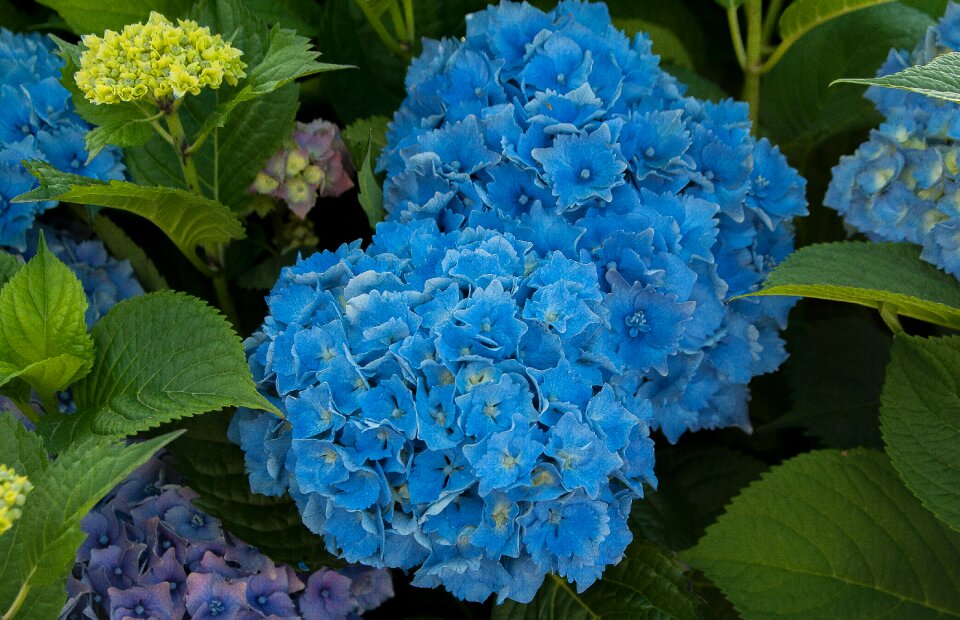 Garden plant brittany
