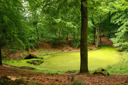 Green tree water
