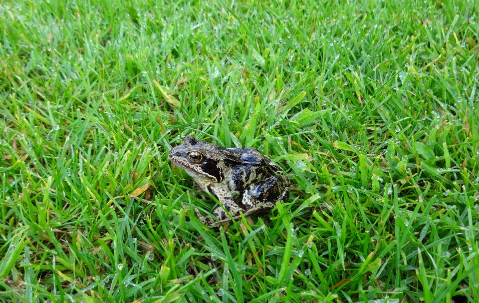 Frogs green meadow toad photo