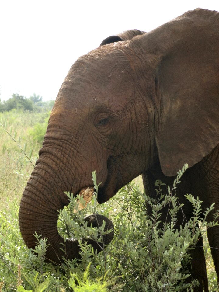 African big animal