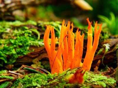 Forest mushroom forest moss photo