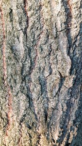 Bark tree wood