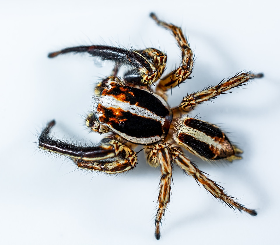 Spider insect close up