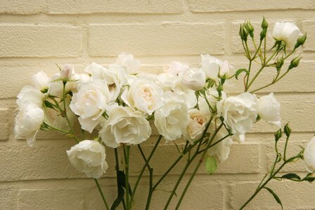 Flora plant pure