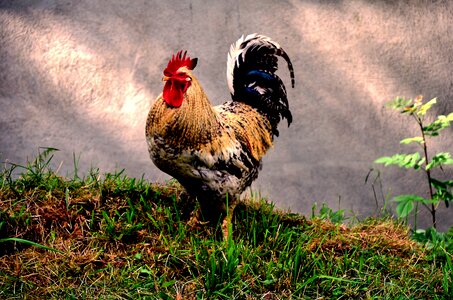 Basque country farmer rooster