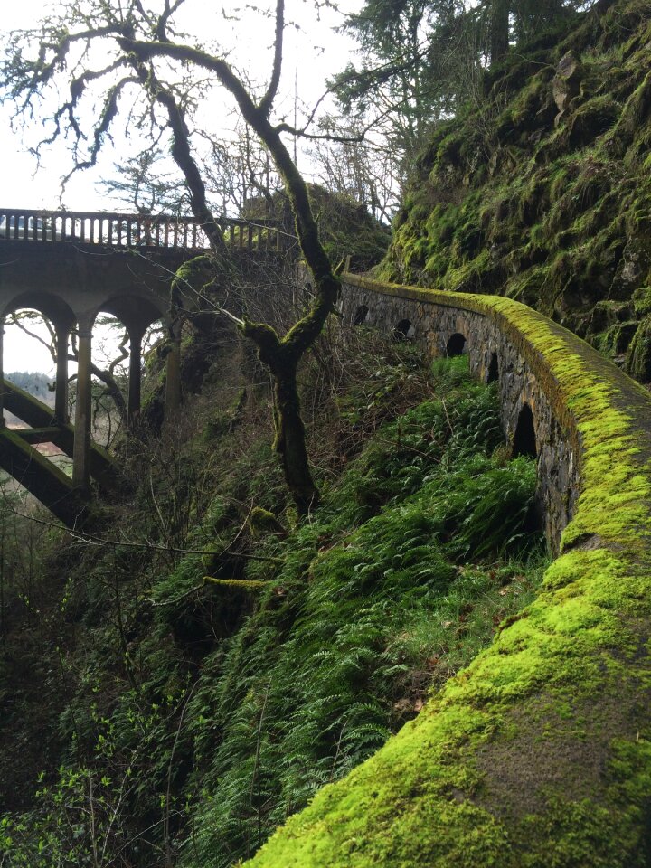 Bridge nature