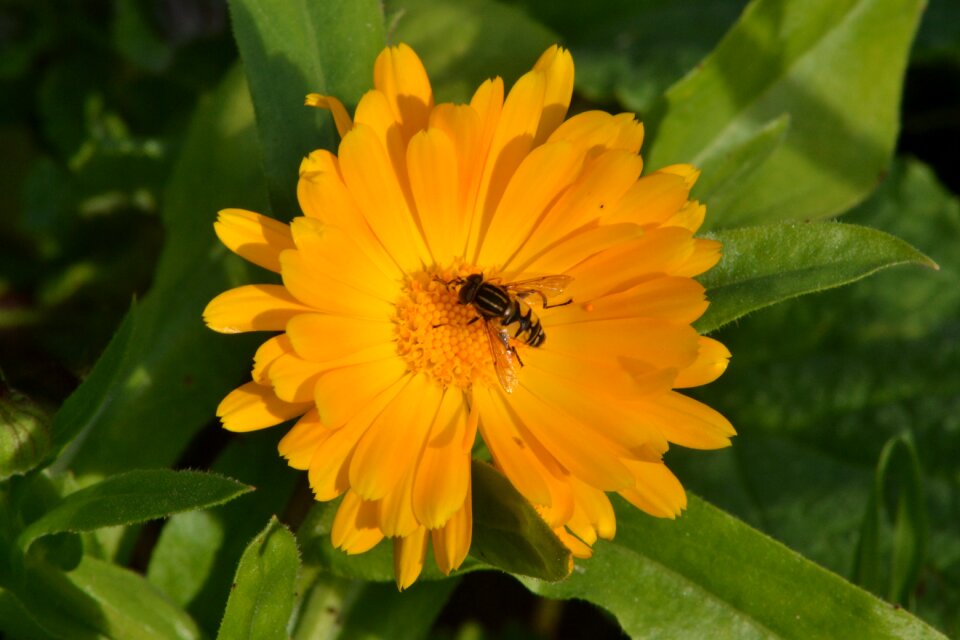 Garden green sunshine photo