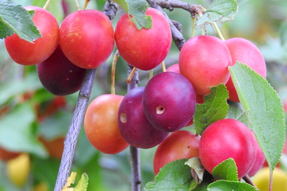 Branch summer fruits