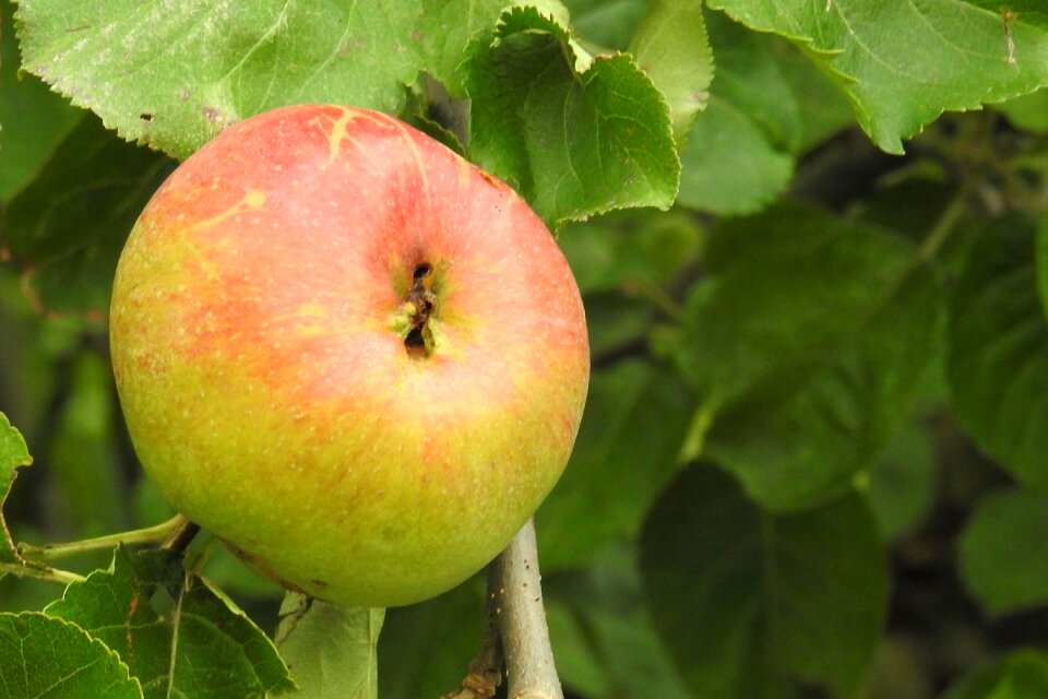 Nature food kernobstgewaechs
