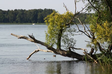 Tree reinberg brandenburg