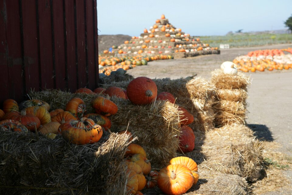 Pumpkin harvest halloween