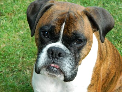 Pet animal cute