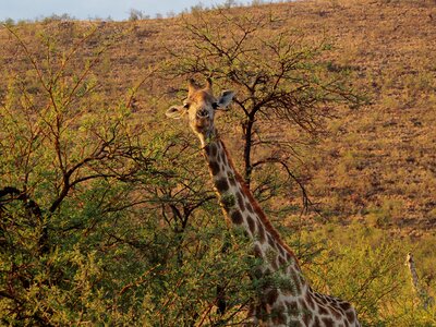 Pilanesberg safari wild animals