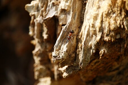 Macro photography red ant animal photo