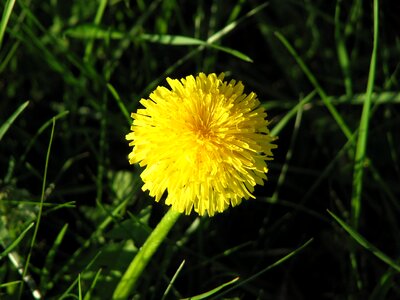 Green nature outdoor photo