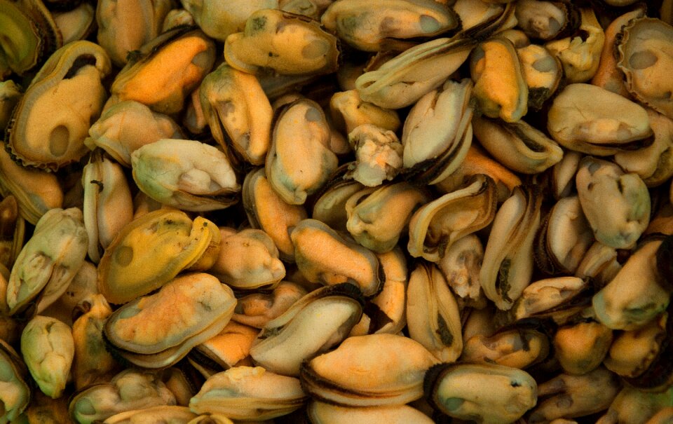 Crustaceans fishing shells