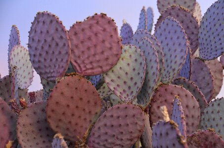 Desert prickly pear photo