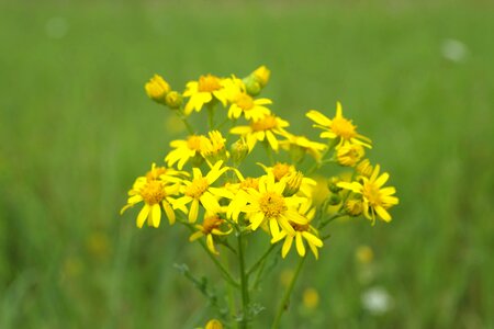 Herb st james herbalism photo