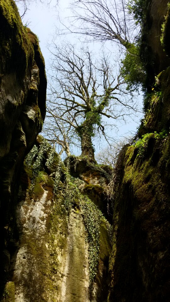Gorge tree in spring rocky gorge