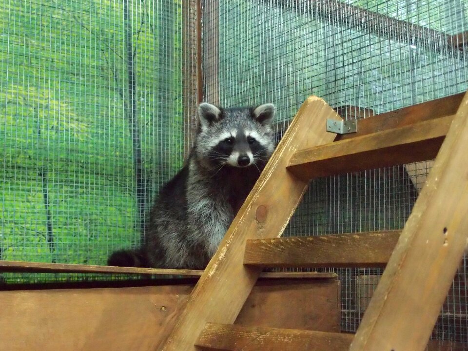 Mini zoo raccoon raccoons