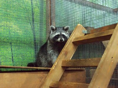 Mini zoo raccoon raccoons