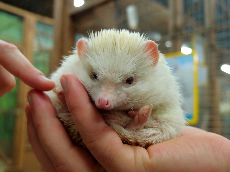 Mini zoo hedgehog african hedgehog