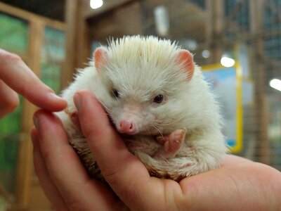 Mini zoo hedgehog african hedgehog