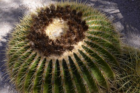 Desert tucson arizona photo