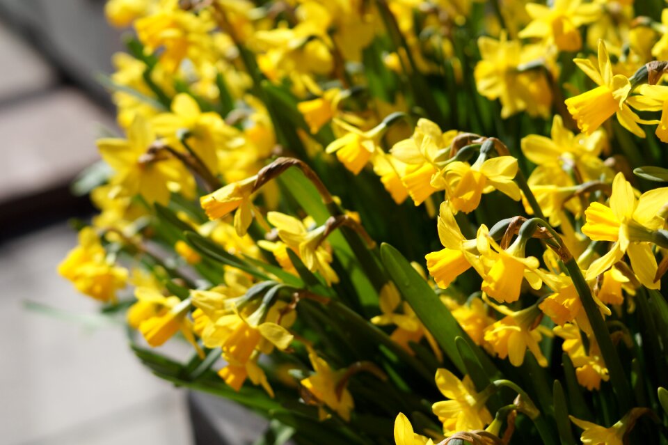 Heat handsomely yellow