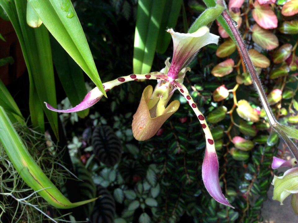 Garden exotic nature