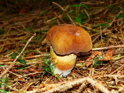 Rac mushroom forest mushroom