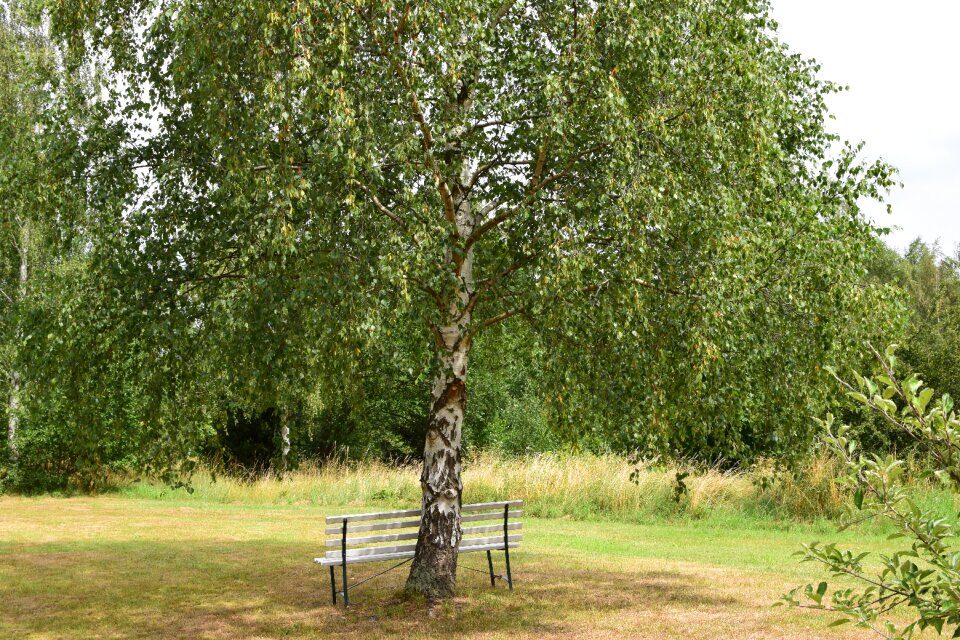 Rest meadow landscape