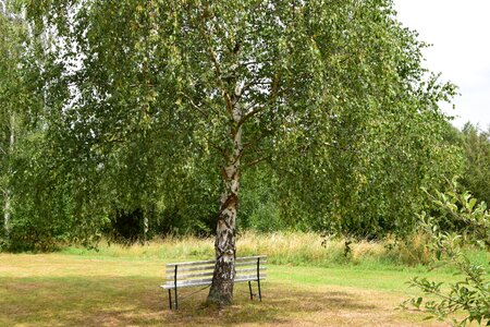Rest meadow landscape