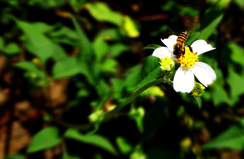Spring honey garden