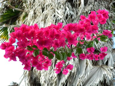 Nature pink flowers spring