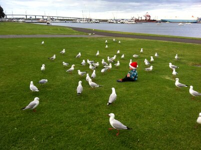 Shoreline water gull