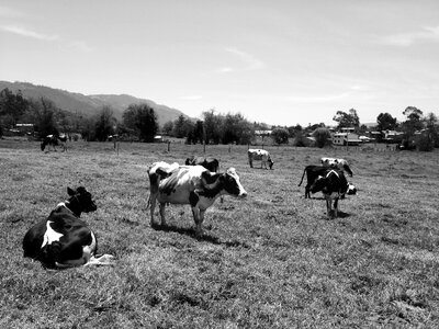 Nature countryside gray cow