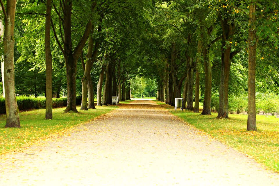 Castle park tree lined avenue trees