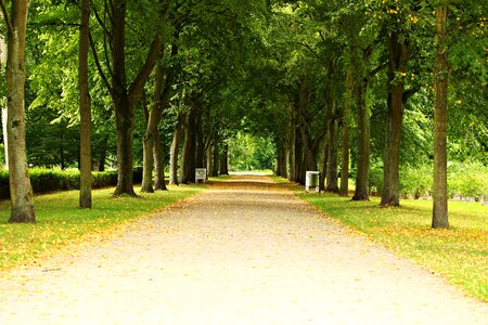 Castle park tree lined avenue trees