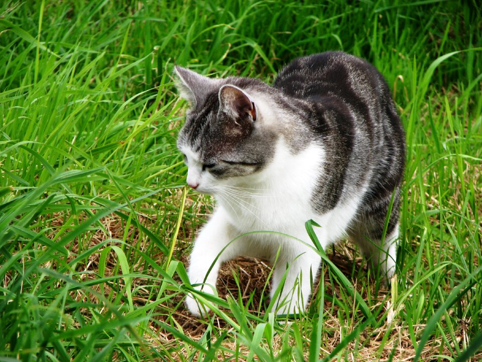 Tiger cat grey tabby hunting