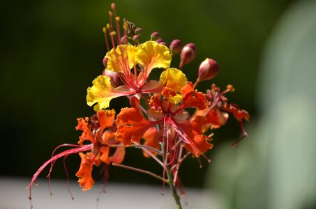 Red bird of paradise arizona tucson