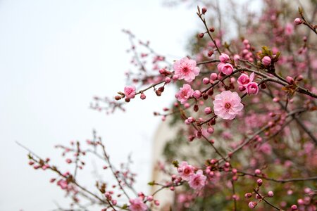 Flower plum blossom red flowers