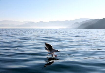 Lake gull fly photo
