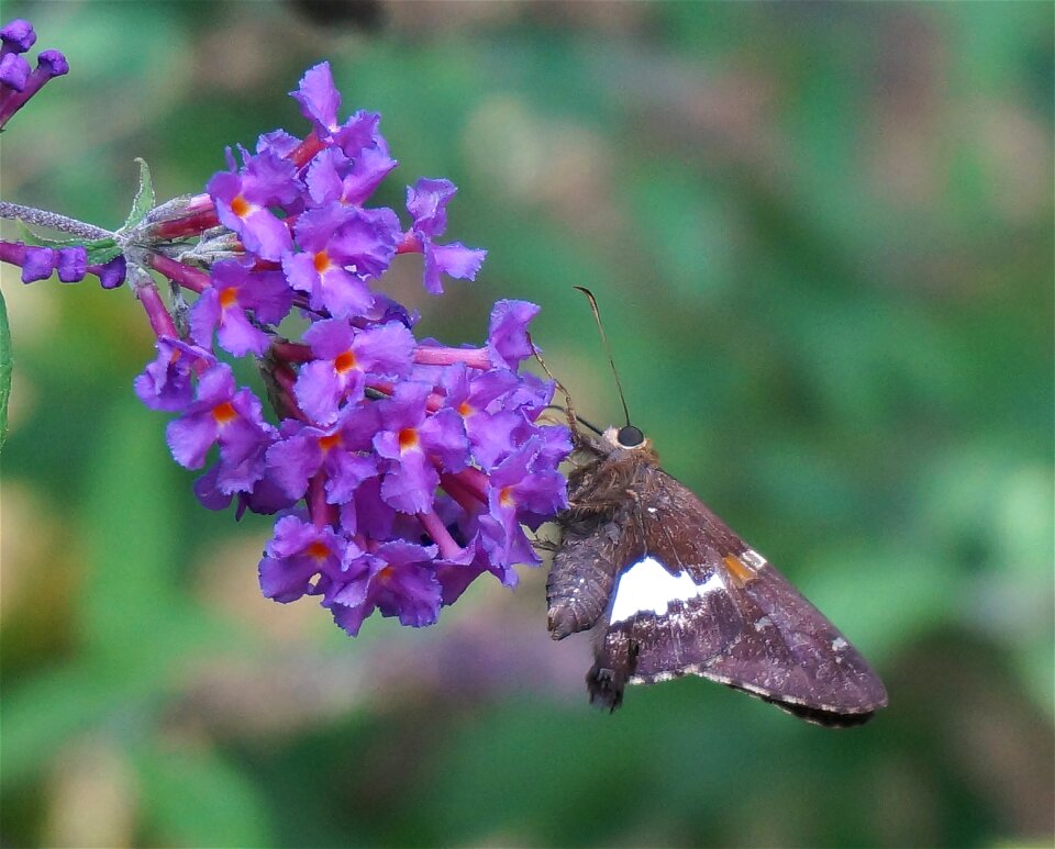 Insect animal flower