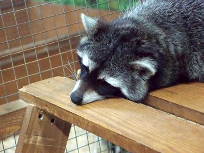 Mini zoo raccoon raccoons photo